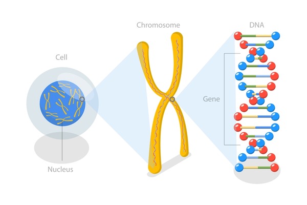 86+ Thousand Cell Chromosome Royalty-Free Images, Stock Photos & Pictures | Shutterstock
