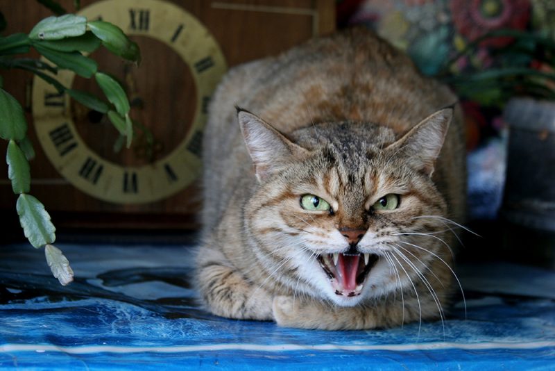 Play Aggression in Cats: Vet-Approved Signs, Causes & Solution - Catster