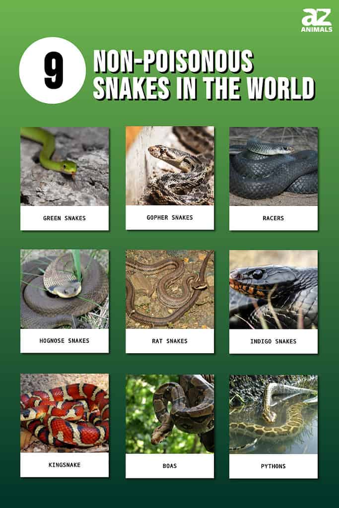 9 Non-Venomous Snakes in the World - A-Z Animals