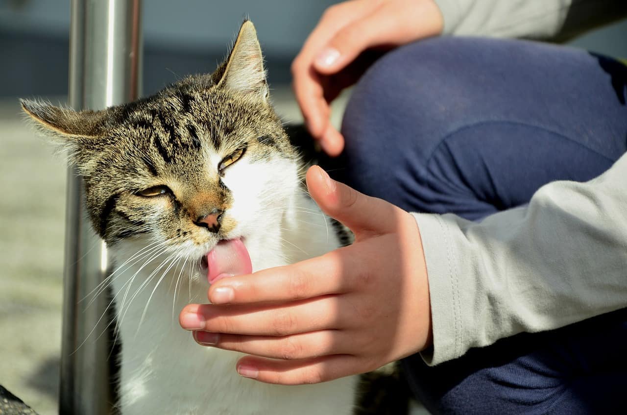 Why Does My Cat Lick My Hand & Fingers So Much? 7 Vet-Reviewed Reasons - Catster