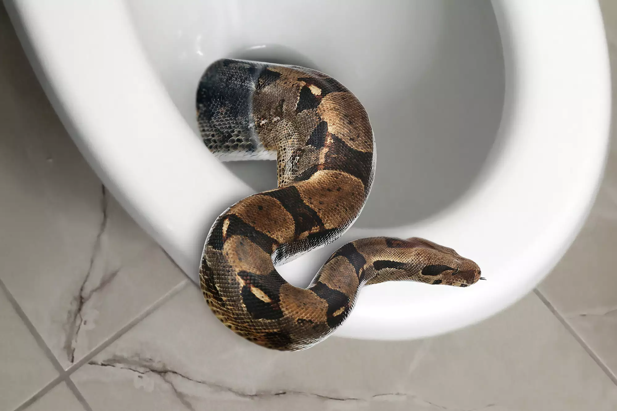 Stock Brown boa constrictor crawling out from toilet bowl in bathroom