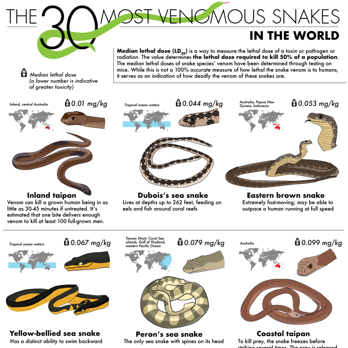 The 30 Most Venomous Snakes in the World - CE | CEUfast.com Blog