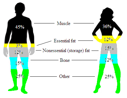 Body organization and composition