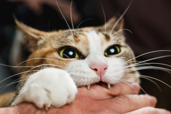 Cat Behaviour: Why Your Cat Might Gently Bite You Out of Nowhere