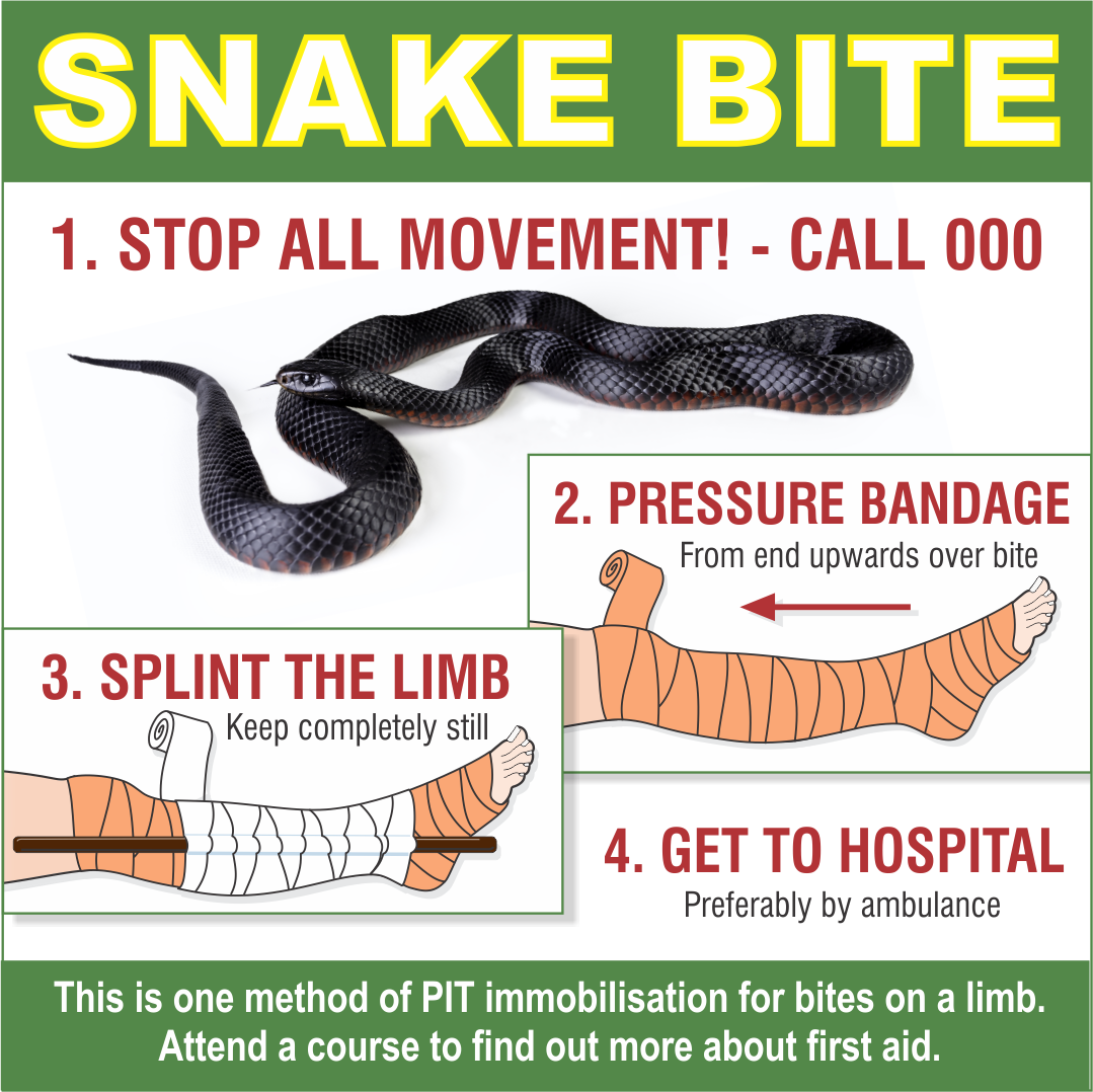 Snake Bite First Aid: How to Treat a Bite with Pictures | Allens Training