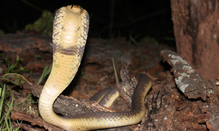 snouted_cobra_naja_annulifera_waterberg_south_africa-e1636710839536-719x431-2