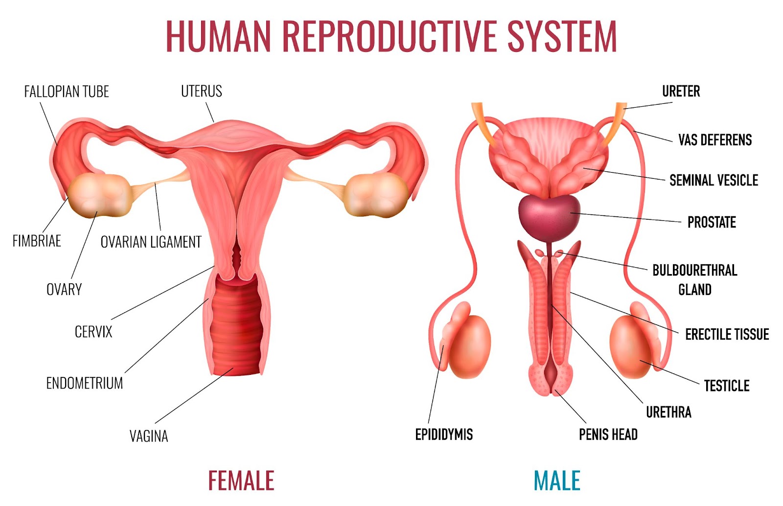 Reproductive System Health: Functions, Risks and Prevention of Diseases